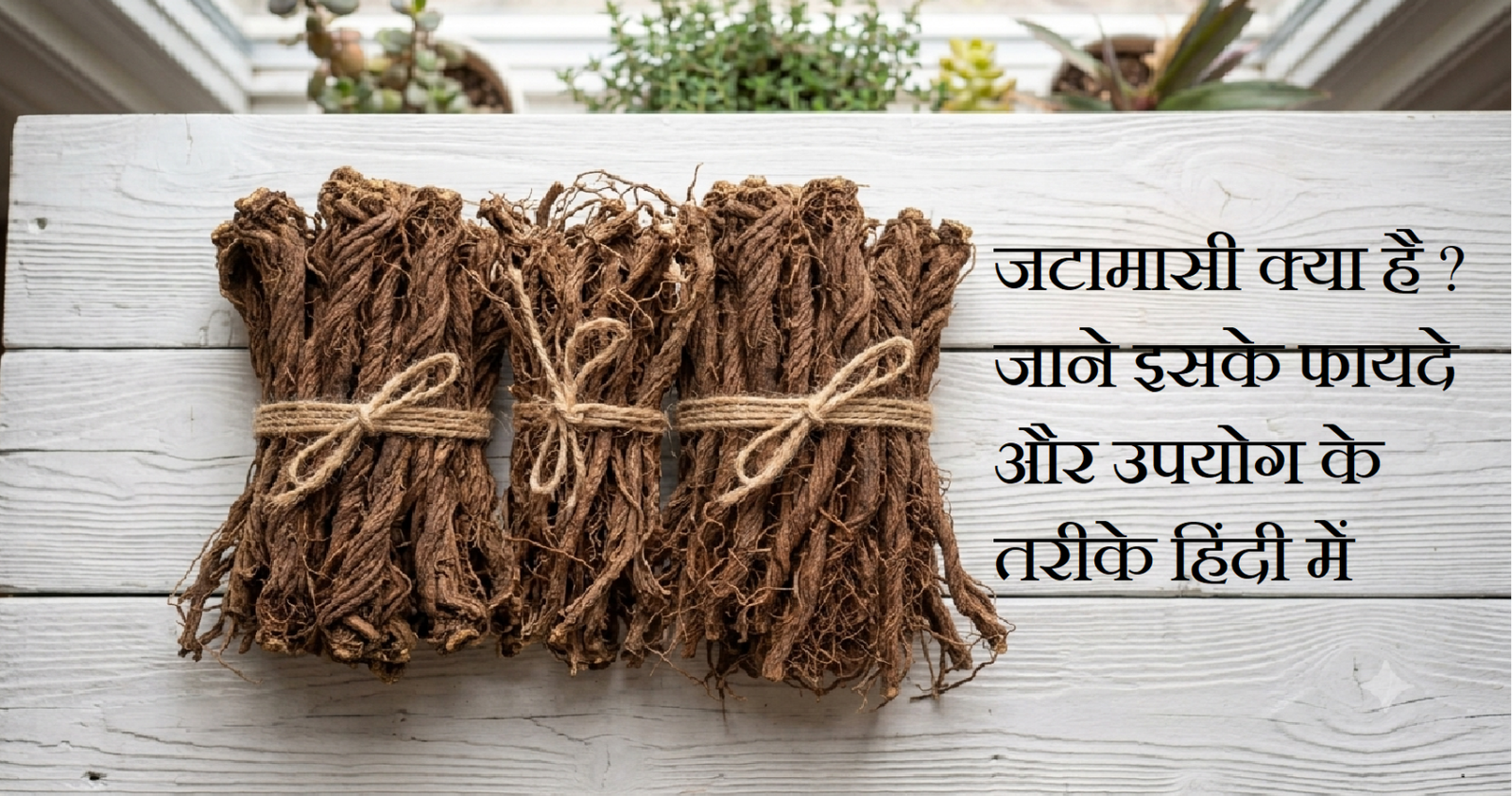 जटामांसी की जड़ें - फायदे, उपयोग और नुकसान | Jatamansi Benefits in Hindi